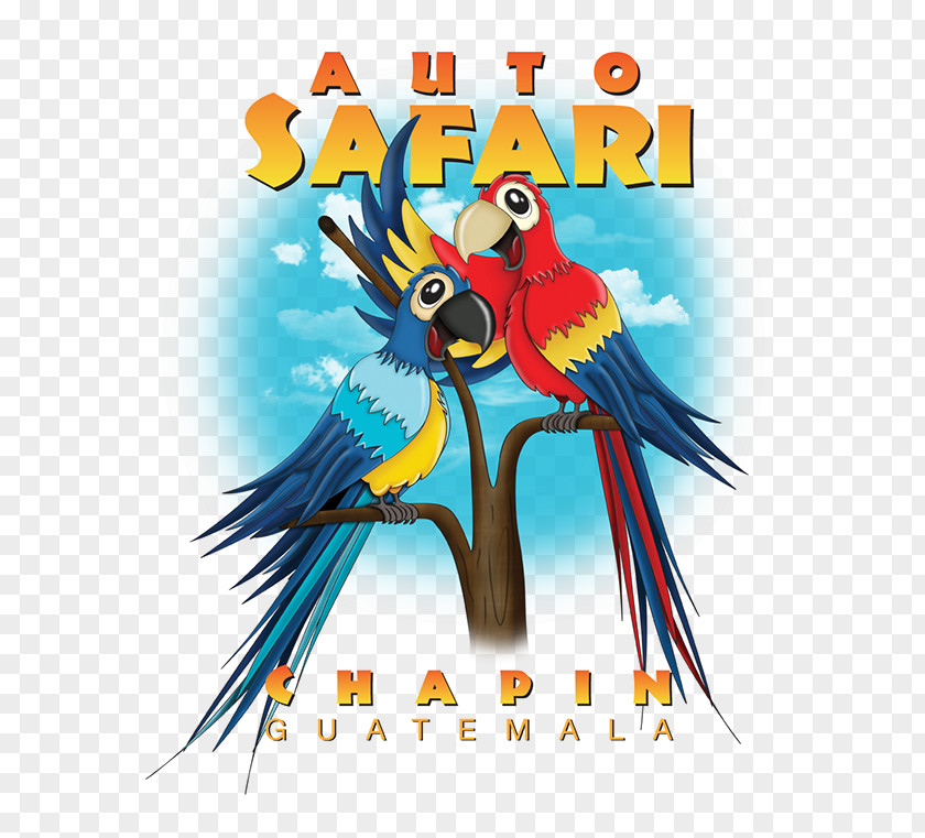 Parrot Macaw Illustration Bird Beak PNG