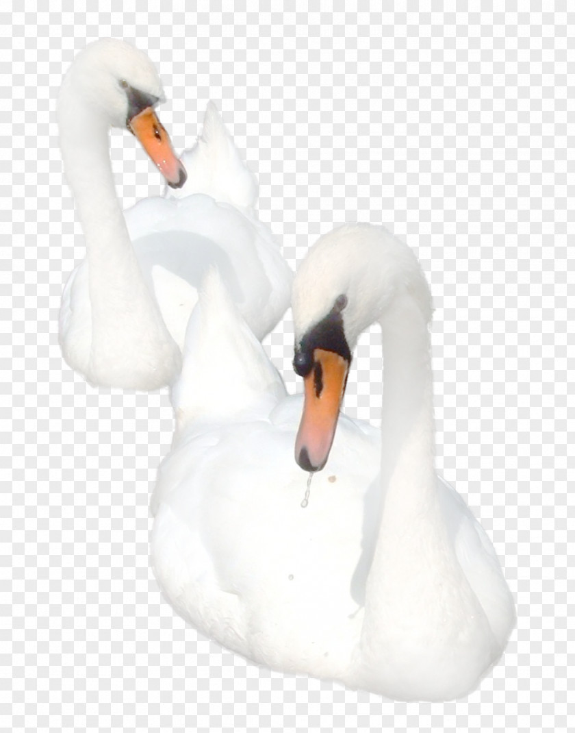 Swan Cygnini Bird Goose Duck PNG