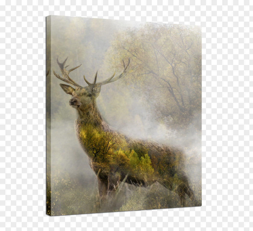 Deer Elk Canvas Print Art PNG