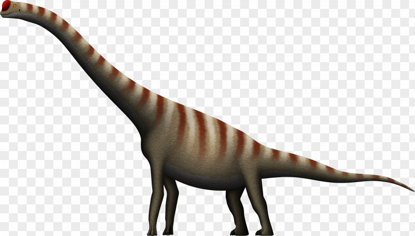 Dinosaur Velociraptor Brachiosaurus Daanosaurus Tyrannosaurus Allosaurus PNG