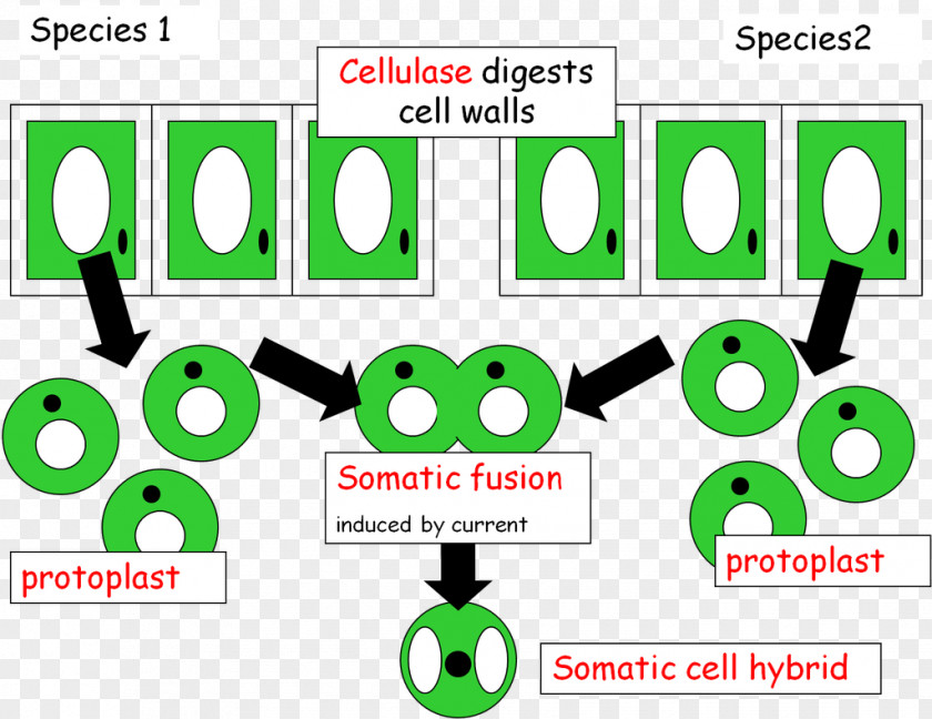 Genetic Material Somatic Fusion Engineering Genetics Cell Mrs Matheson PNG