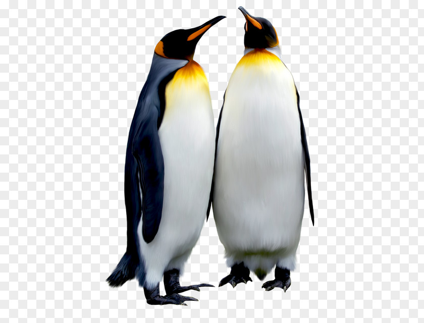 Penguin King Emperor Antarctic Bird PNG