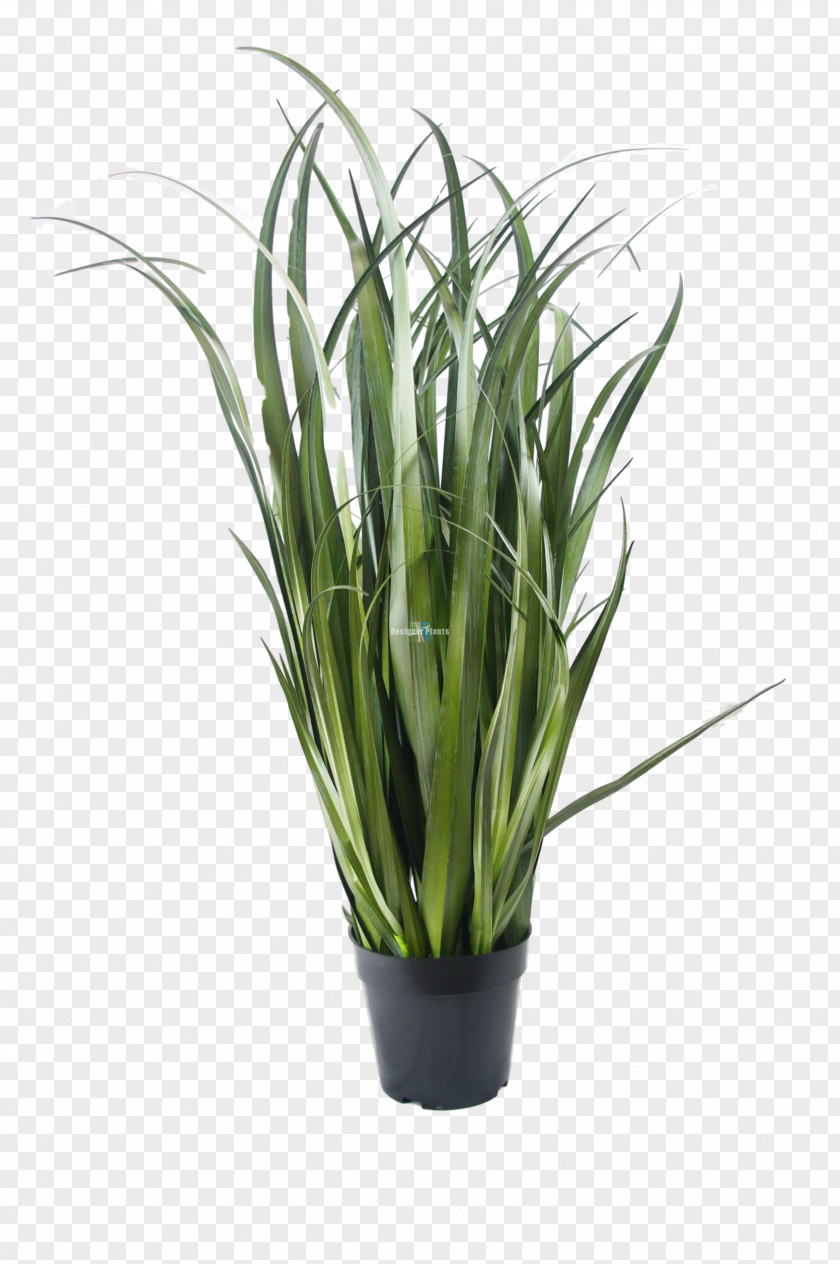 Plants Houseplant Sansevieria Kirkii Bamboo Viper's Bowstring Hemp PNG