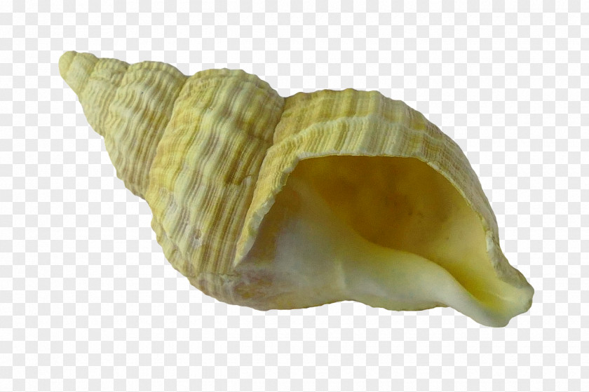 Seashell Clam Gastropod Shell PNG