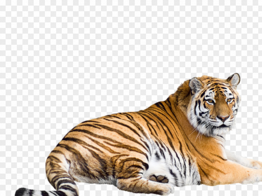 Cheetah Siberian Tiger Bengal Malayan Sumatran South China PNG