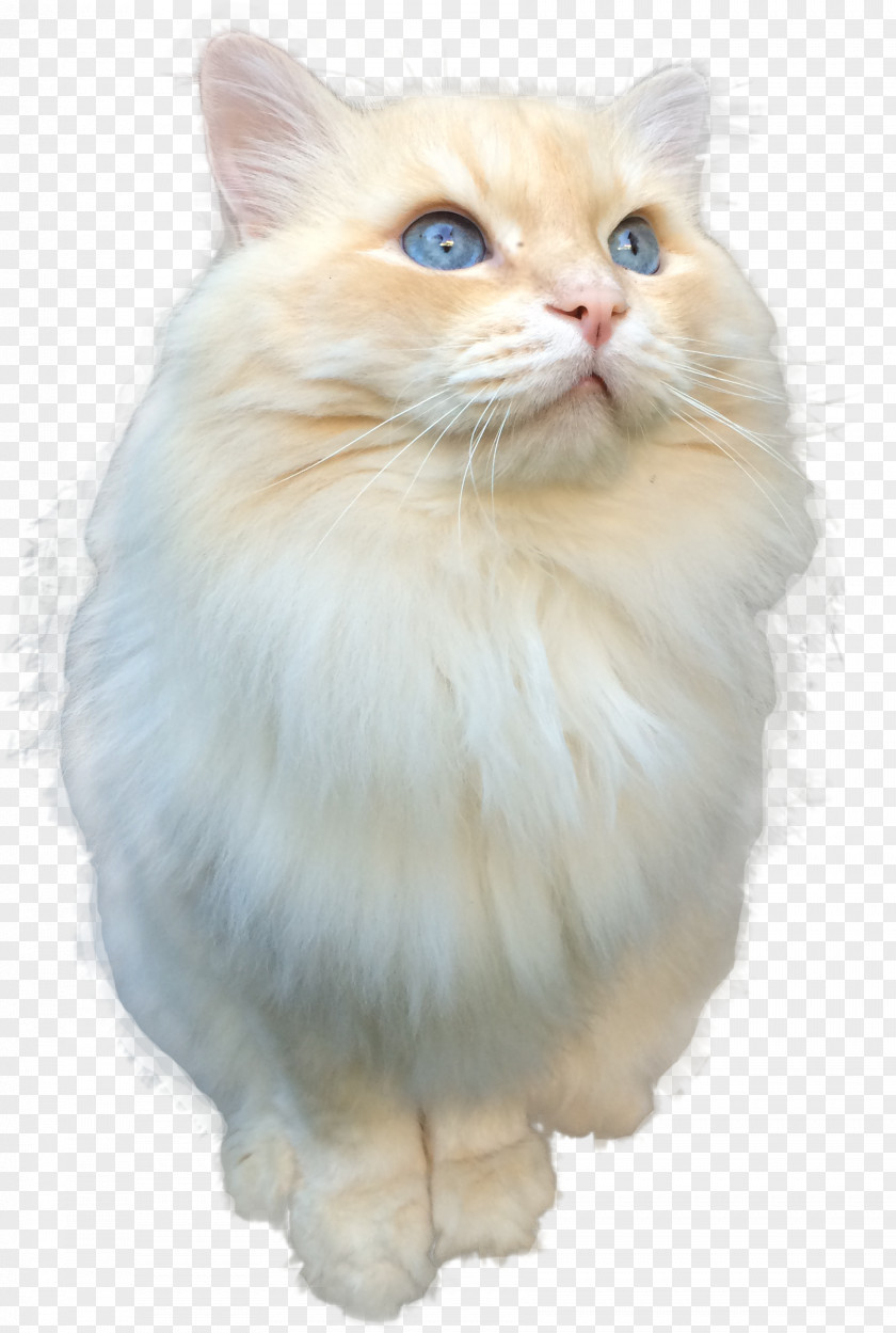 Kitten Persian Cat Birman Norwegian Forest Asian Semi-longhair Ragdoll PNG