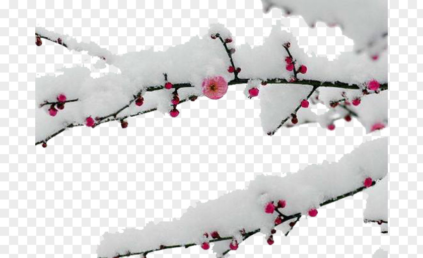 Plum Blossom Branches Snow Ud5a5uae30ub098ub294 Ud3b8uc9c0 Food Daum PNG
