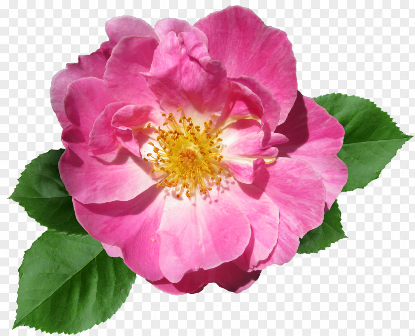 Scented Geranium Rose Pink Floribunda Flower Desktop Wallpaper Image French PNG