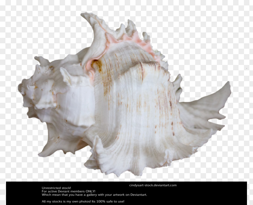 Shellfish Shell Seashell Shankha Stock Clam Royal Dutch PNG