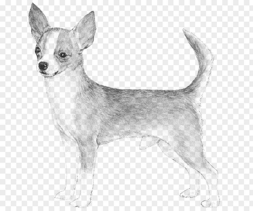 Chihuahua Basset Hound Smooth Collie Rat Terrier Miniature Pinscher PNG
