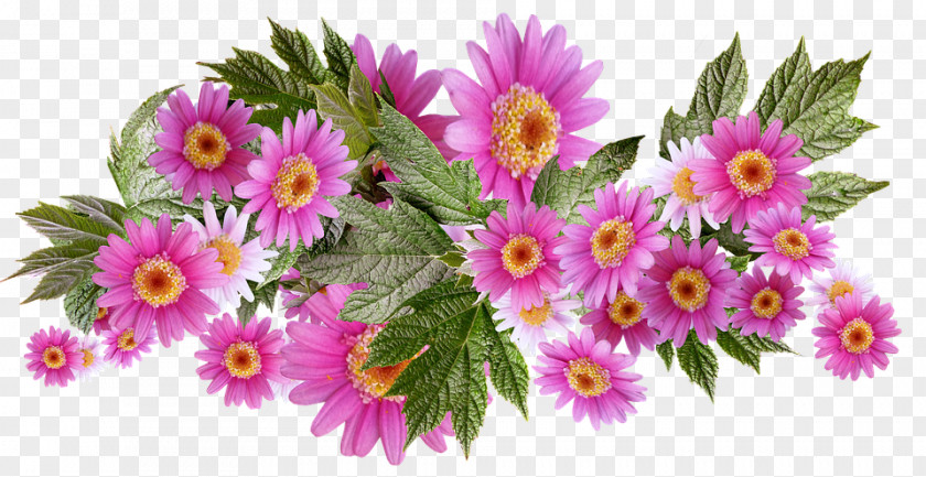 Daisy Flower Arrangements Image Photograph Palette PNG