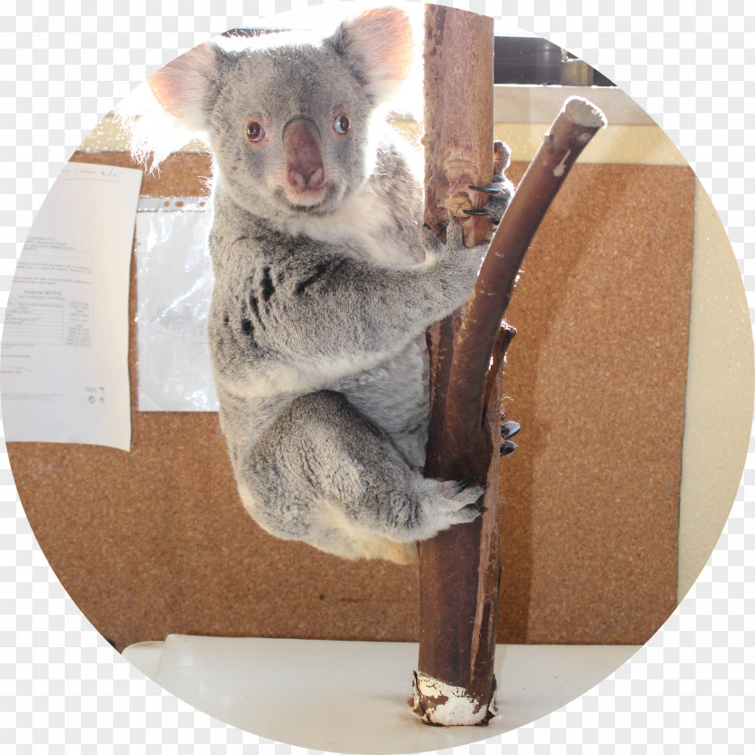 Koala Fauna Snout PNG