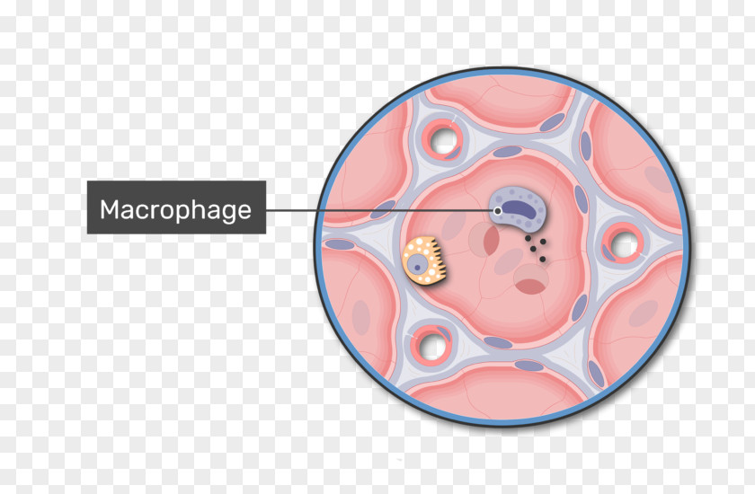 Macrophage Pulmonary Alveolus Alveolar Duct Lung Respiratory System Anatomy PNG