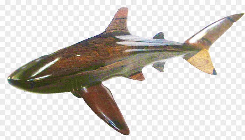 Shark Whale Bull Blacktip Cetacea PNG