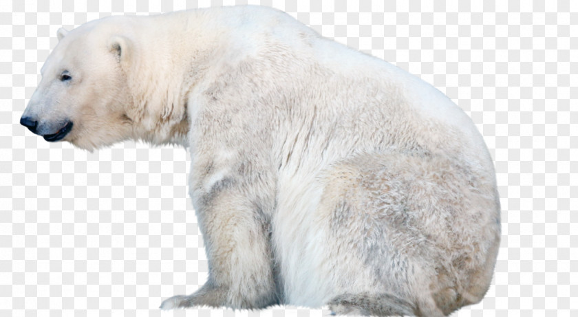 Bear Polar Clip Art Image PNG