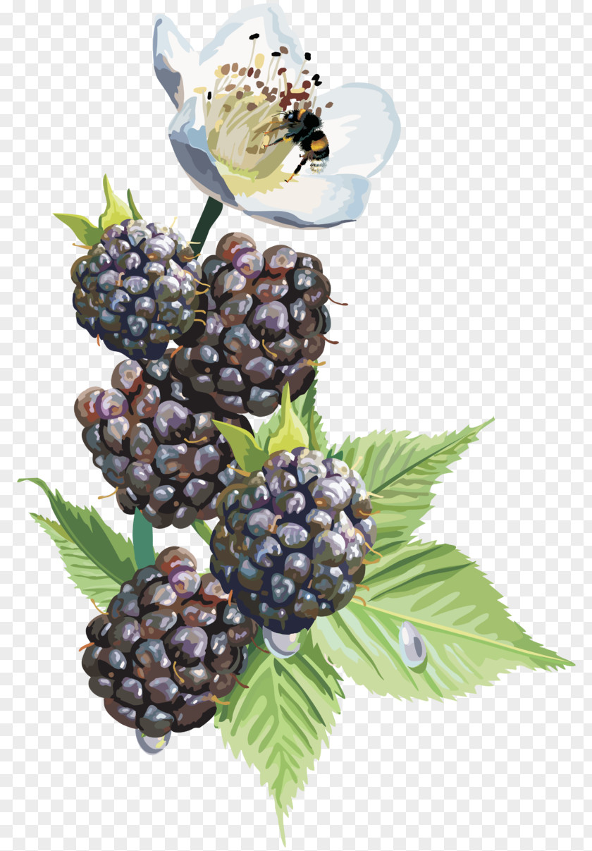 Black Raspberry Desktop Wallpaper Clip Art PNG