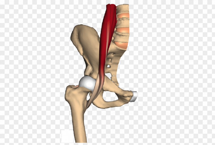 Girdle Psoas Major Muscle Iliopsoas Minor Iliacus PNG