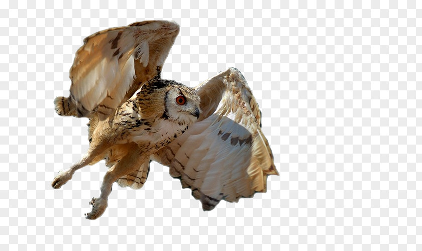 Owl Photography High-definition Television PNG