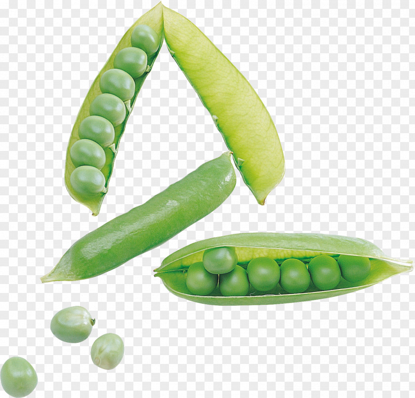 Pea Snap Snow Bean PNG