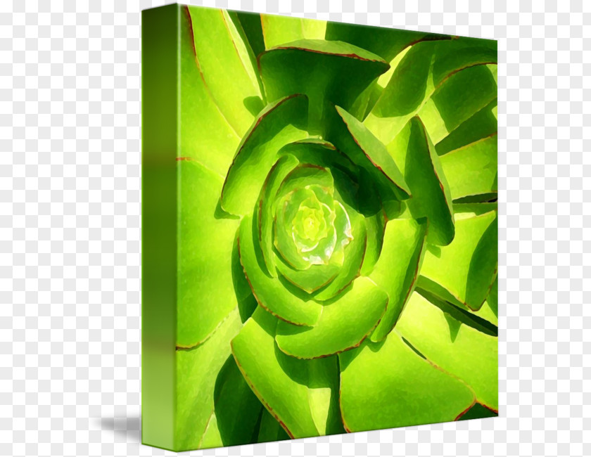 Succulent Border Canvas Print Art Painting Gallery Wrap PNG
