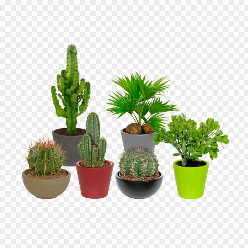 Aldi Discount Shop Cactus Garden Flowerpot PNG
