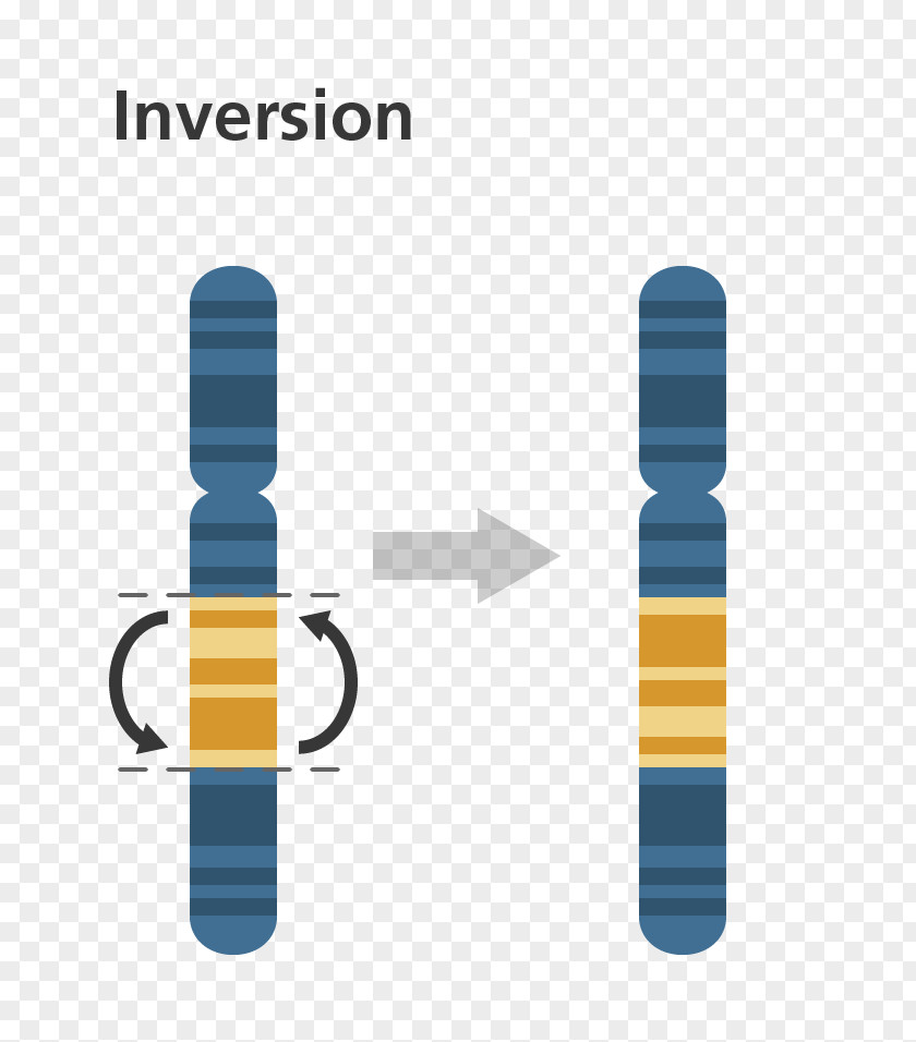 Chromosomal Inversion Mutation Chromosome Gene Duplication Translocation PNG