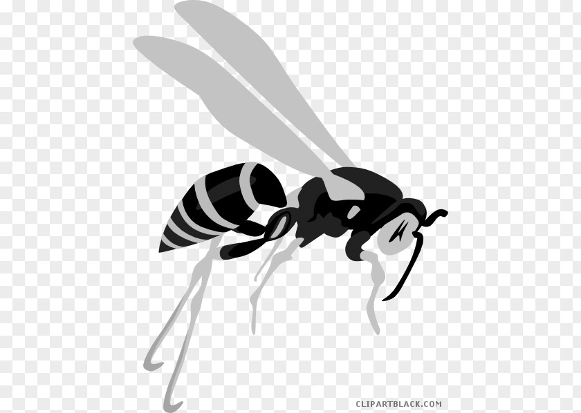 Insect Hornet Clip Art Wasp Bee PNG