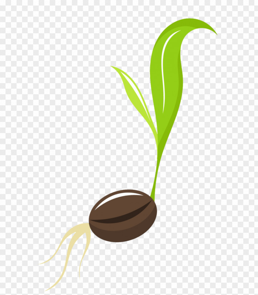 Seedling Sprouting Clip Art PNG