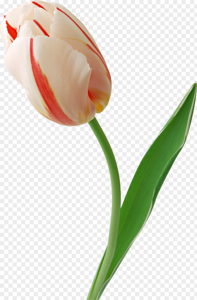 Tulip Flower Information Clip Art PNG
