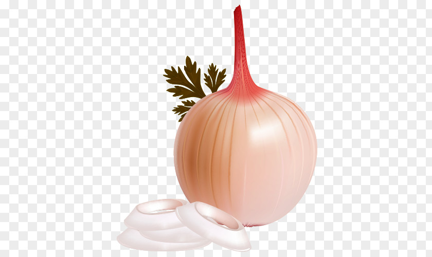 Vector Cartoon Onion Shallot PNG