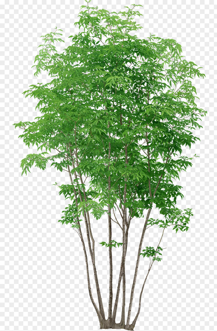 Watercolor Tree Populus Nigra Plant PNG