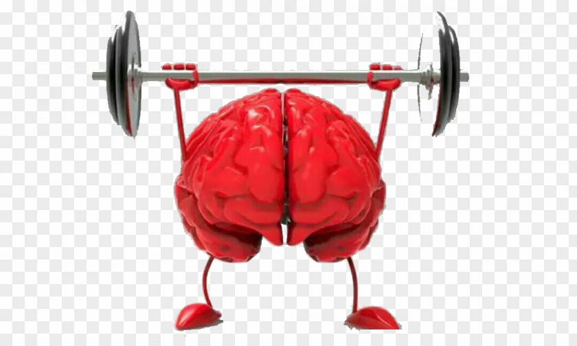 Weightlifting Brain Size Agy Neuroscience Cognitive Training PNG