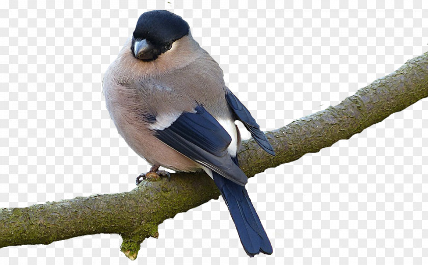 Bird Eurasian Bullfinch European Goldfinch PNG