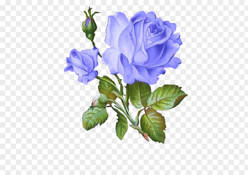 Blue Rose Drawing Decoupage Art Flower PNG