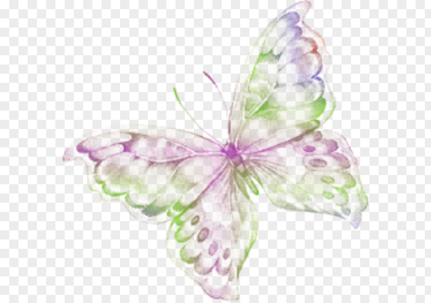 Butterfly Photobucket Animated Film PNG