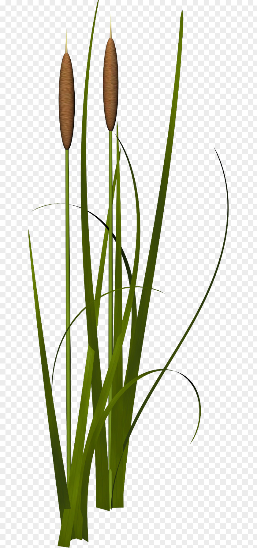 Grass,leaf,green,reed Reed Icon PNG