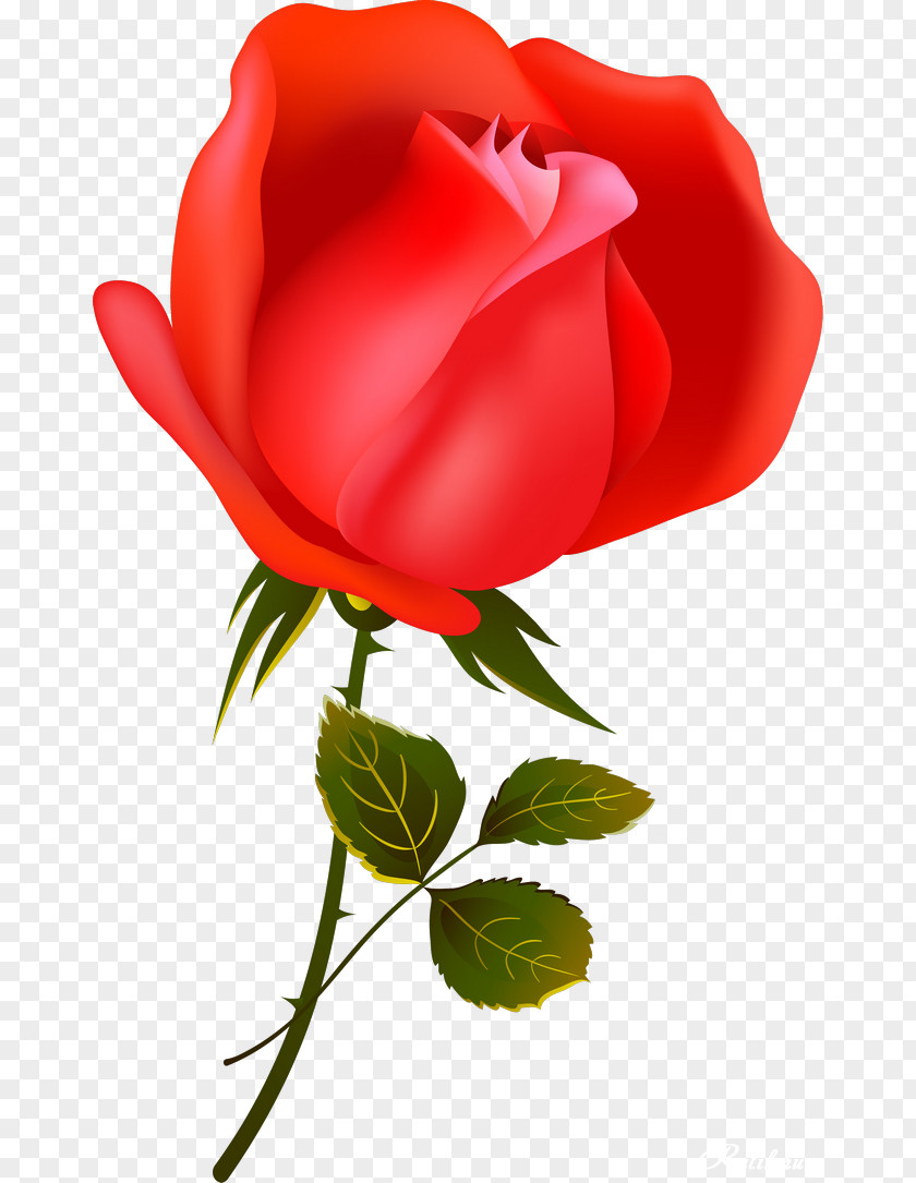 Rar Border Garden Roses Flower Love Romance Film Petal PNG