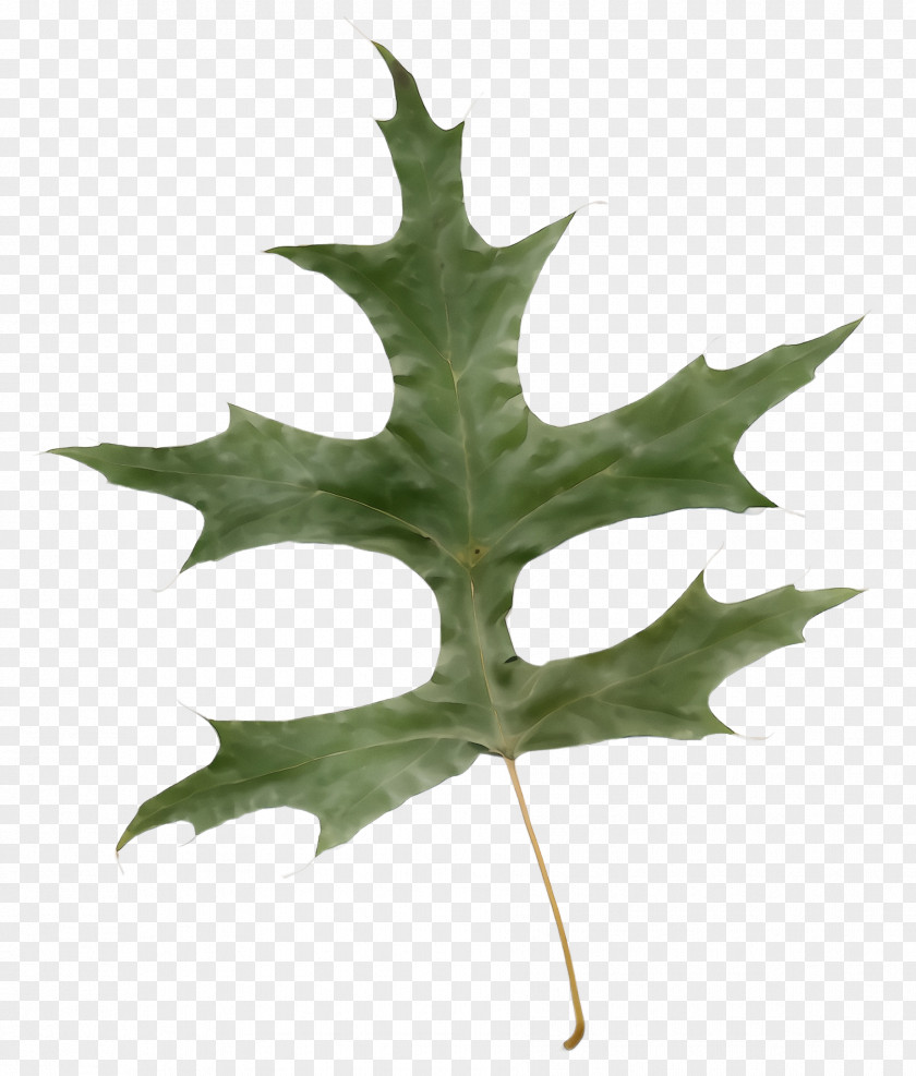 Scarlet Oak Holly Maple Leaf PNG