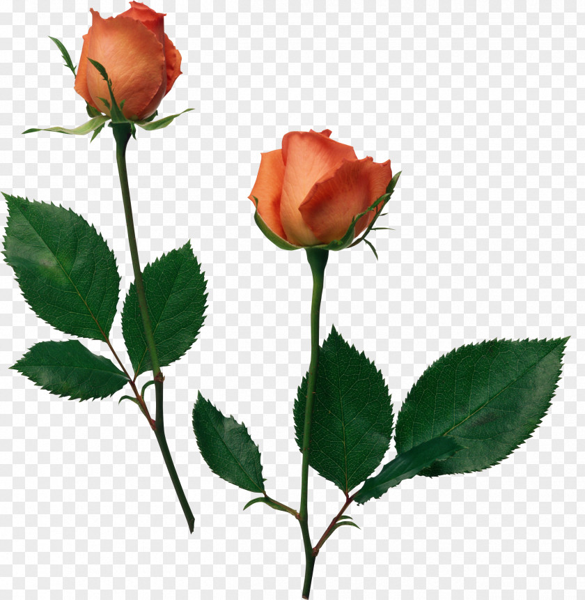 White Roses Beach Rose Flower Desktop Wallpaper Garden PNG