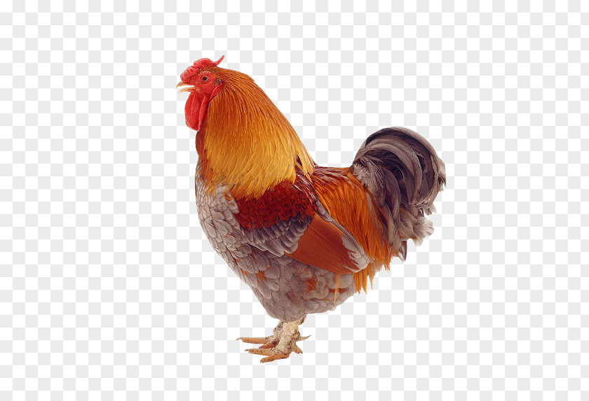 Wirtualna Polska Sa Rooster Sicilian Buttercup One Clue Crossword Hen PNG