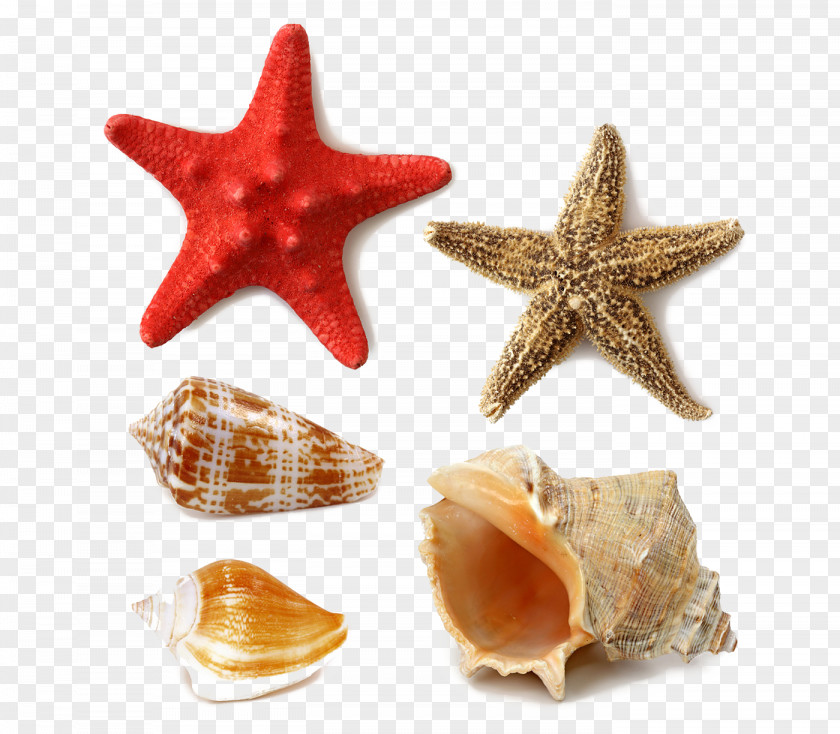 Marine Starfish Conch Decoration Seashell Stock Photography Royalty-free PNG