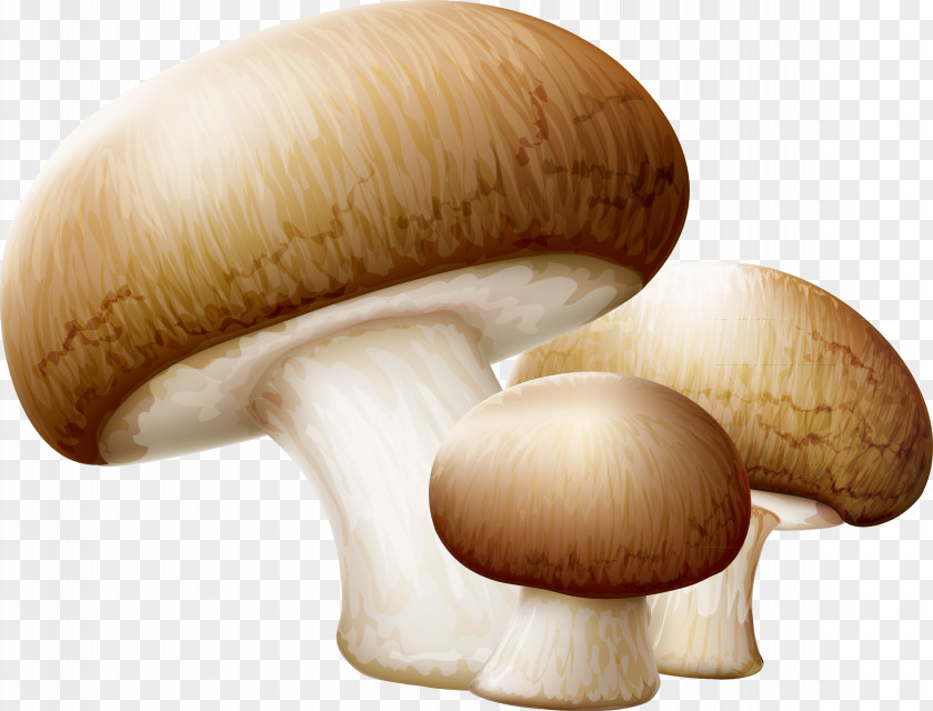 Mushrooms Decorative Material Modification Common Mushroom Edible Clip Art PNG