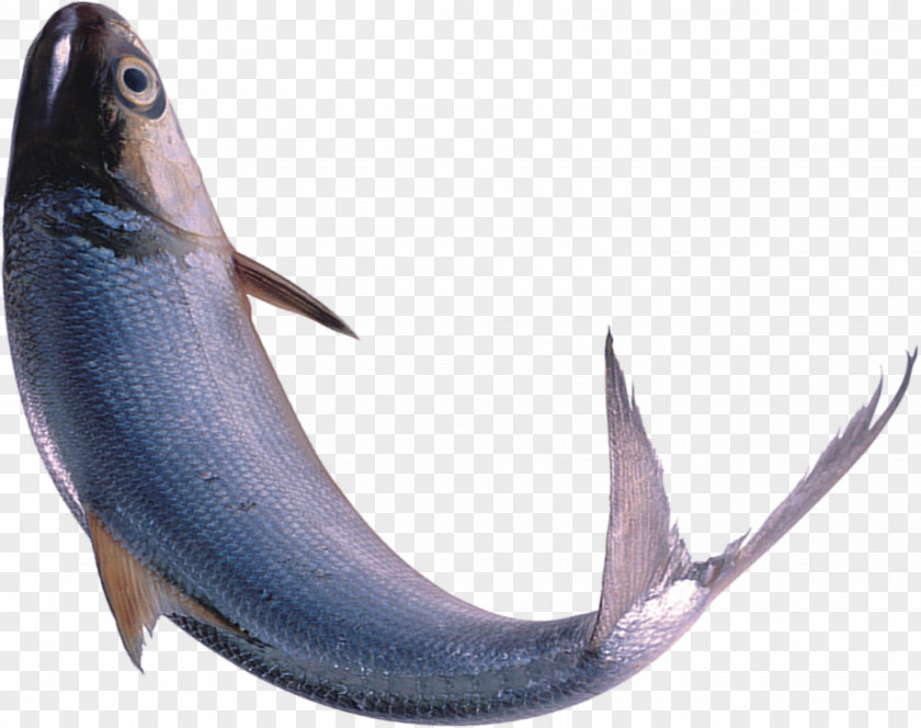 Seafood Fishes Swordfish PNG