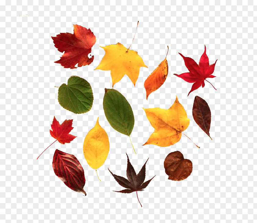 Autumn Leaves Leaf Color Maple PNG