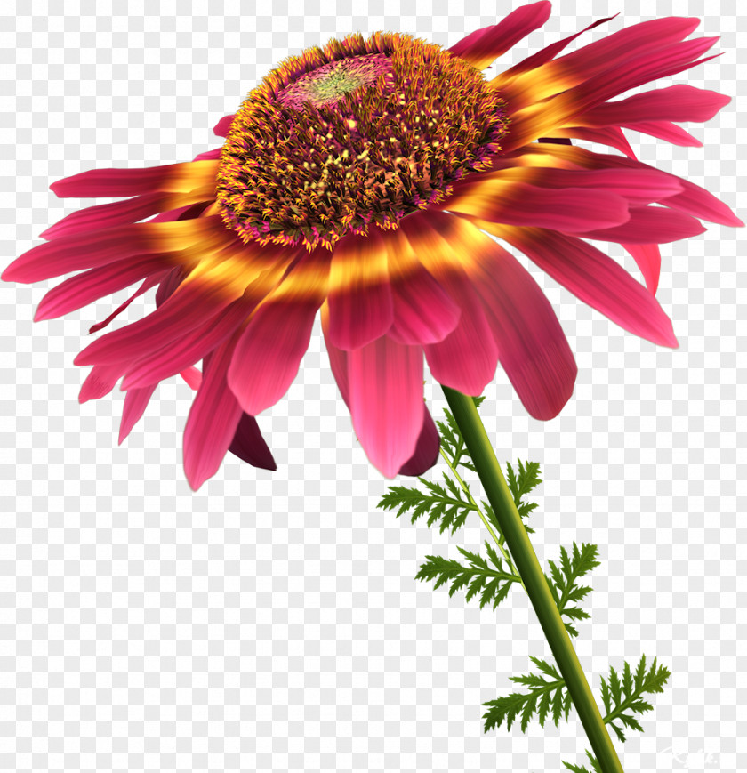 Beauty Flowers Flower Information Petal Clip Art PNG