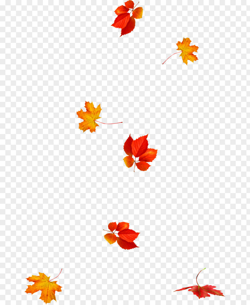 Leaf Petal Autumn Color Clip Art PNG