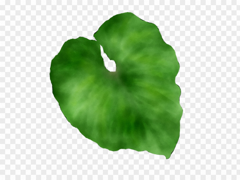 Leaf PNG