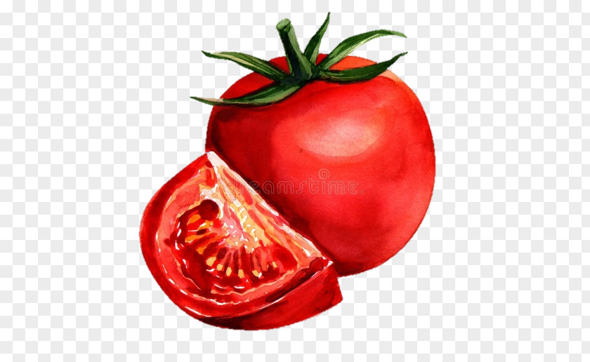 Painting Watercolor Tomato Drawing PNG