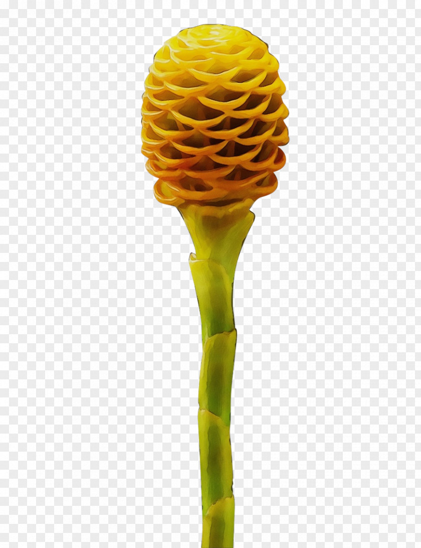 Yellow Plant Flower Stem Ginger Family PNG