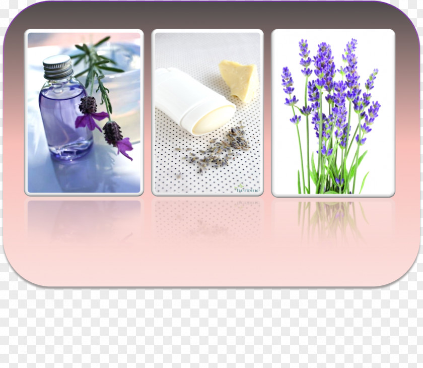 100-natural Violet Lavender Purple Christmas Lilac PNG
